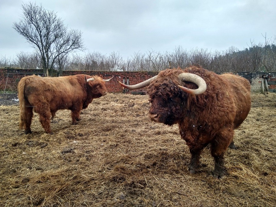 Byk Highland Cattle Szkockie Górskie Rozpłodowy Półtusza Wołowina — zdjęcie 6