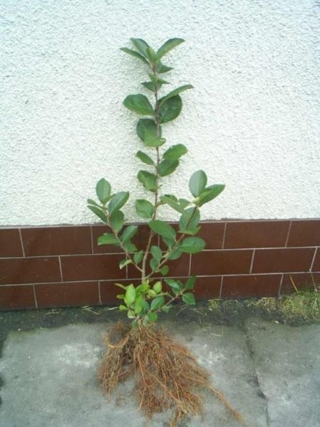 sadzonki aronii aroni aronia
