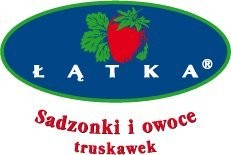 KUKURYDZA - sprzedam