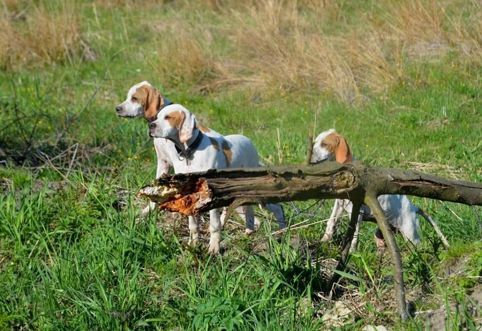 MAMY SZCZENIĘTA - English Pointer...!  — zdjęcie 2