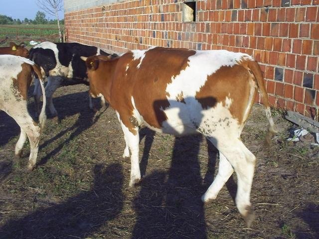 Jałówki hodowlanee — zdjęcie 5
