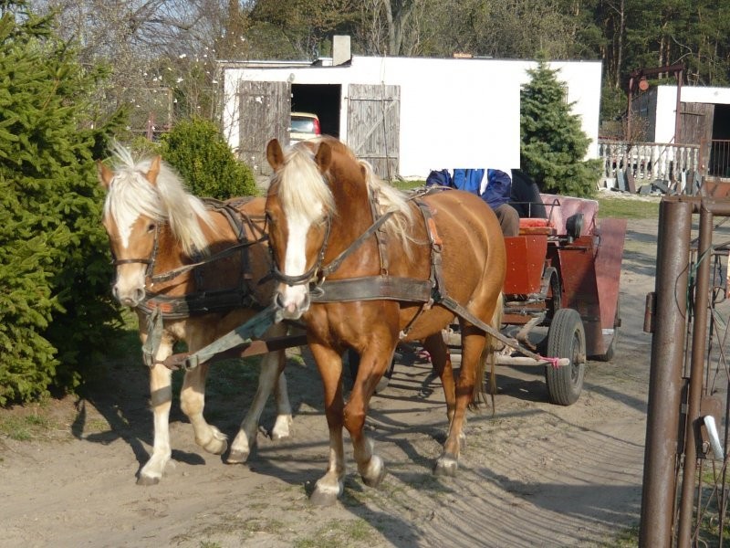 Haflinger wałach  tanio — zdjęcie 2