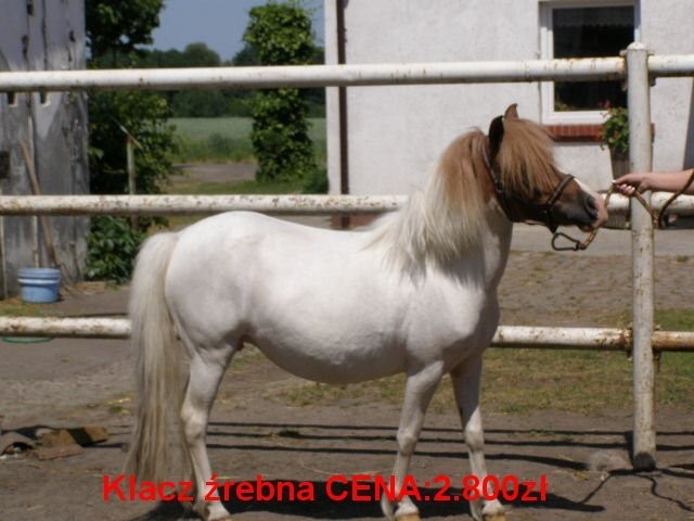 kuce klacze zrebne  i Walijska klacz żrebna — zdjęcie 2