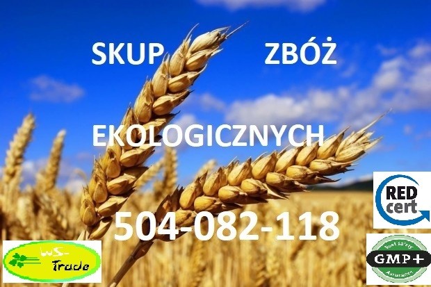 Kupię owies ekologiczny