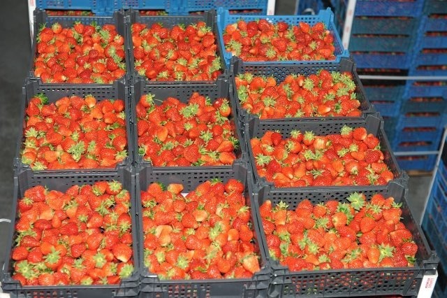 Poszukuje odbiorców truskawki — zdjęcie 1