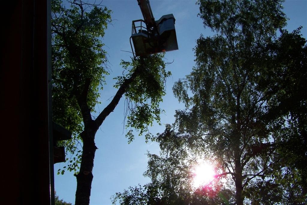 Wycinka drzew ŁÓDŹ porządkowanie terenu F-Vat — zdjęcie 3