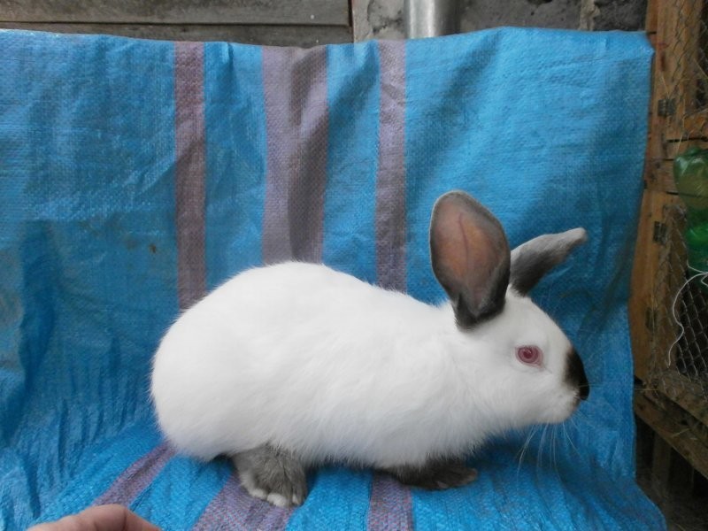 Króliki Kalifornijskie