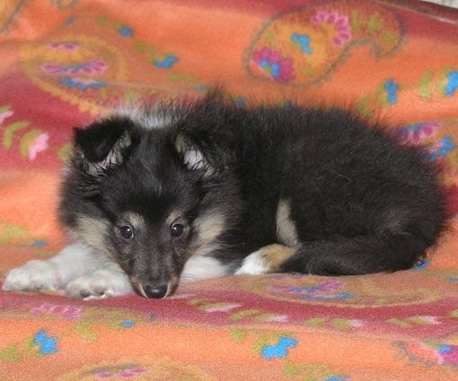 owczarek szetlandzki (sheltie) — zdjęcie 4