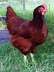Kury sprzedaż 