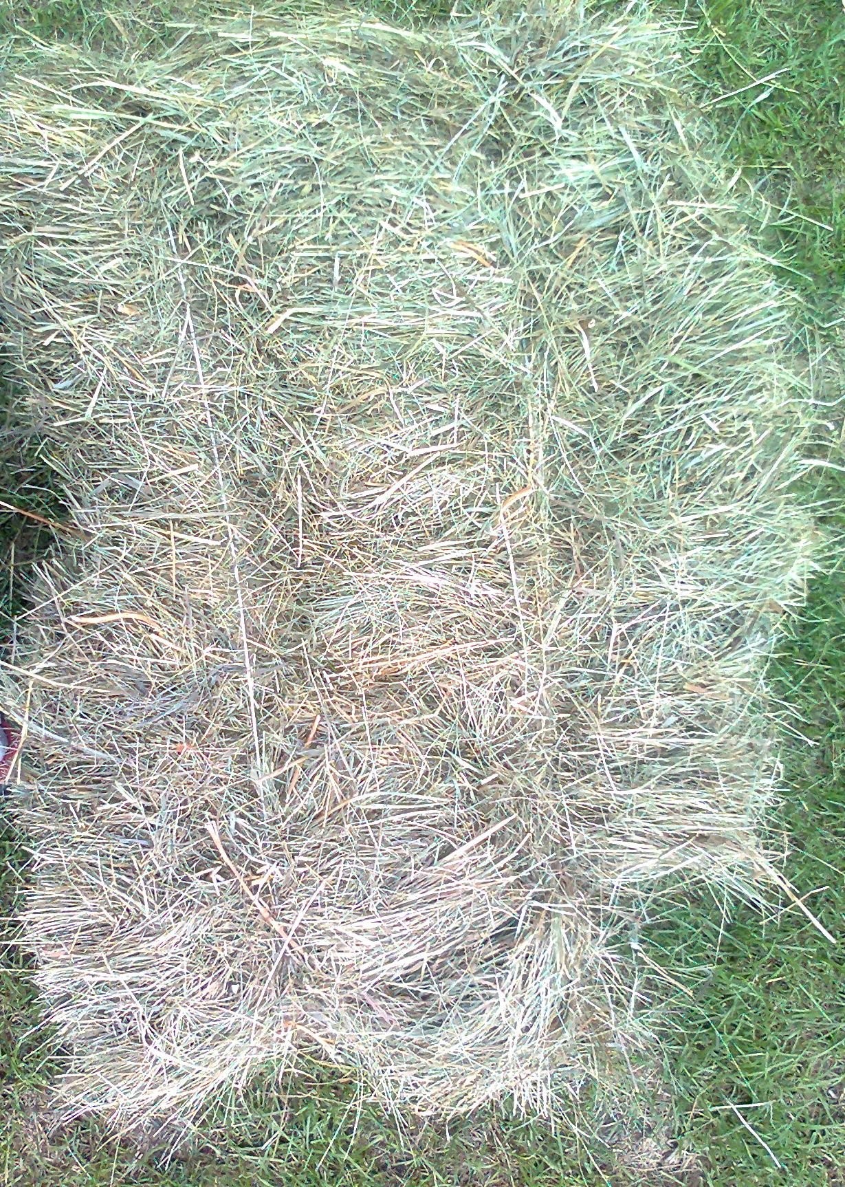Siano, Słoma, Żyto zbiory 2012 — zdjęcie 1