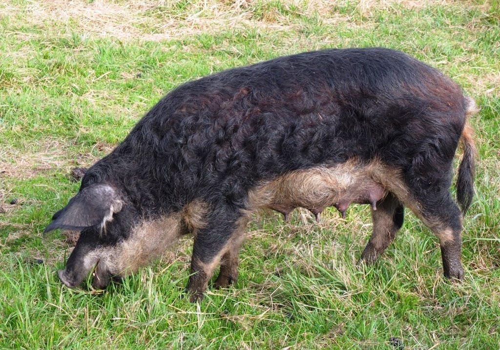 Prosięta Mangalica (Węgierska świnia pastwiskowa) — zdjęcie 3