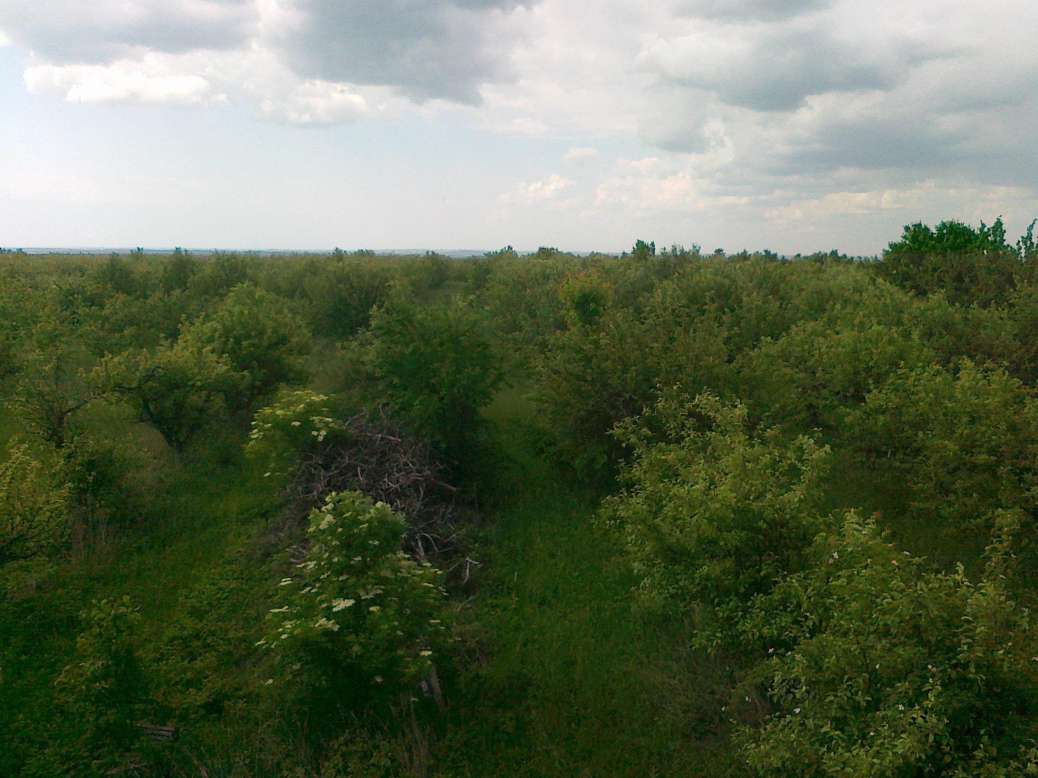 SPRZEDAM SAD 31,49 ha W JEDNYM KAWAŁKU
