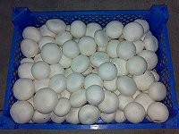 Grzyby swieze i suszone — zdjęcie 1