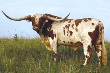 Texas Longhorn — zdjęcie 1