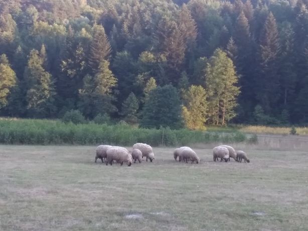 Czarnogłówki owce, tryki — zdjęcie 2
