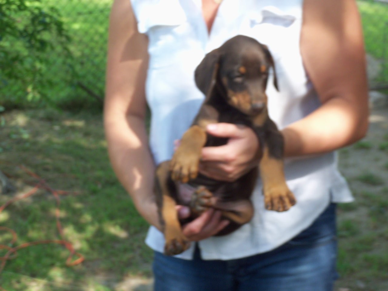 Brązowe 2 miesięczne dobermany ! — zdjęcie 2