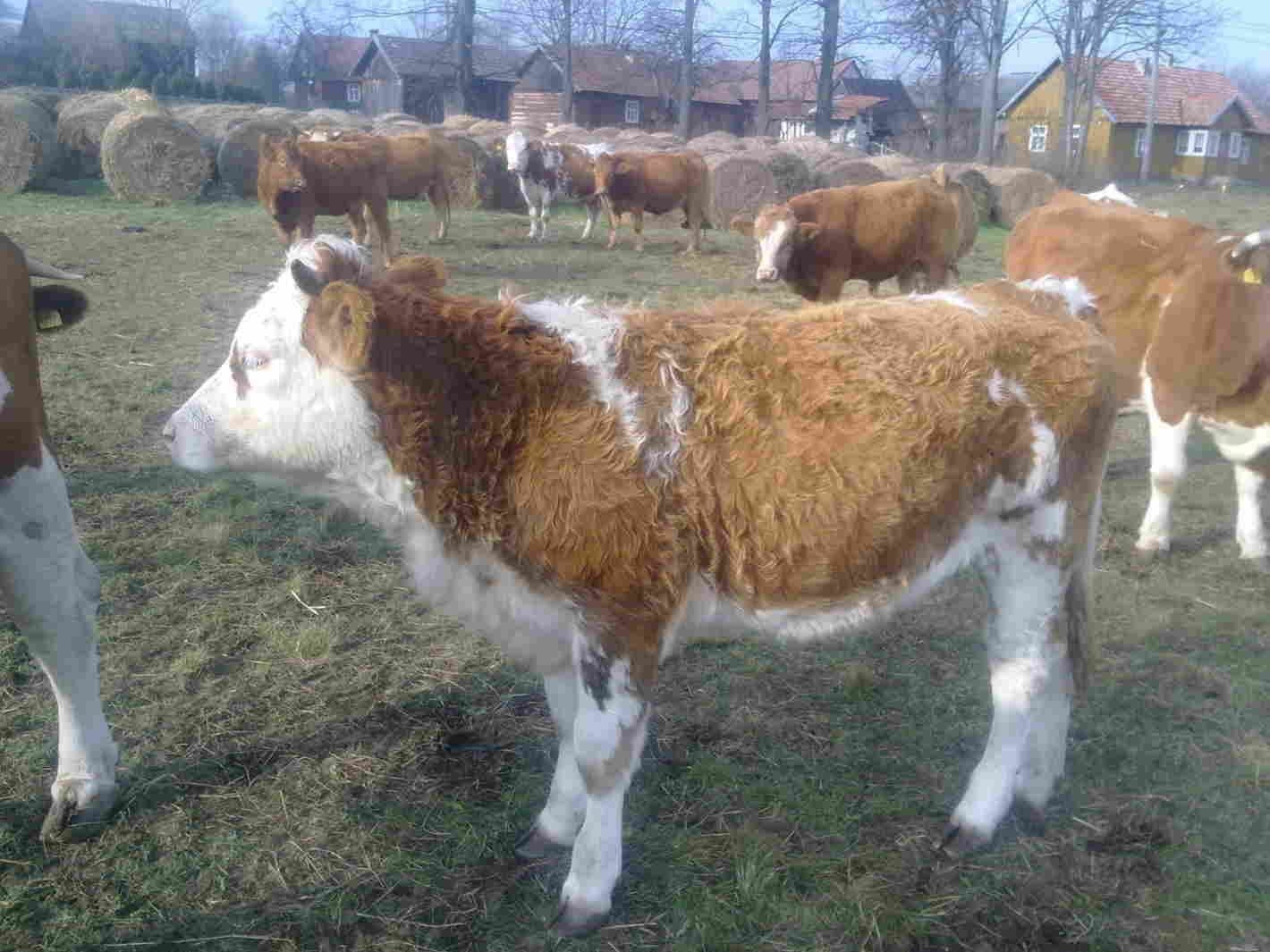 Jałowki simental — zdjęcie 1