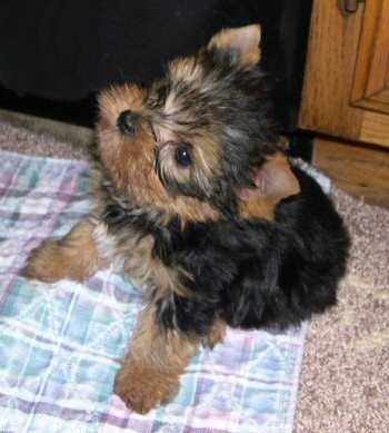adorable yorkie szczenięta dostępne mail i kobiet
