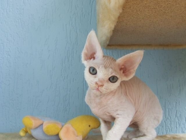 Biała koteczka Devon Rex — zdjęcie 1