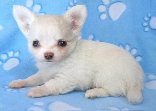10 tygodni szczenięta chihuahua — zdjęcie 2