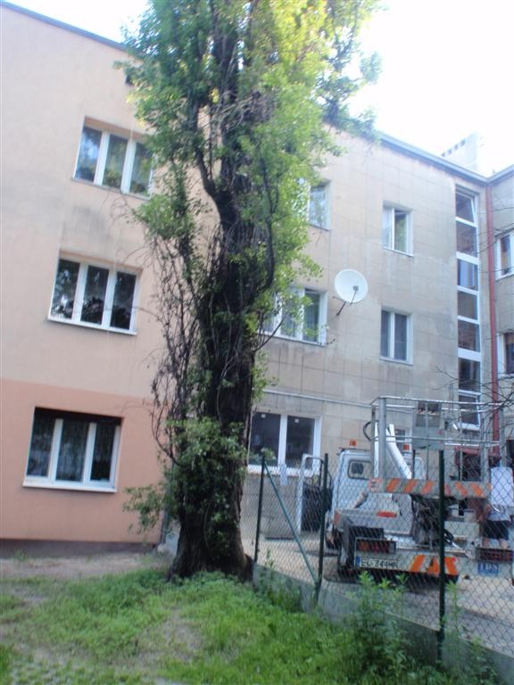 Wycinanie drzew, porządkowanie terenu - szybko TANO i profesjonalnie — zdjęcie 2
