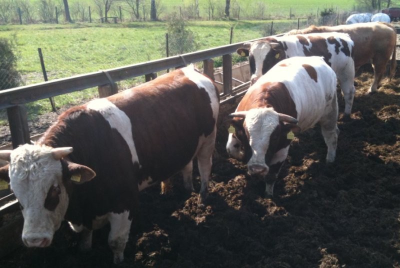 cielak,cielaki,cielęta,byczki mięsne,simentaler — zdjęcie 5