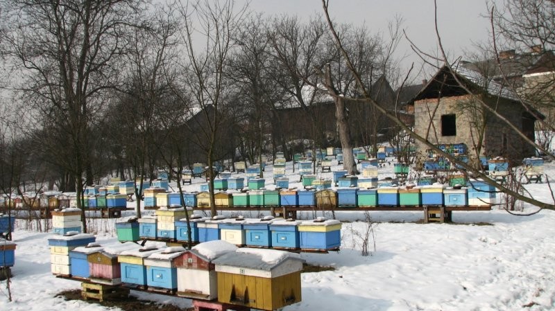ODKŁADY PSZCZELE 2014 — zdjęcie 1