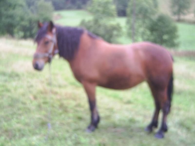 dwie klacze zimnokrwiste — zdjęcie 2