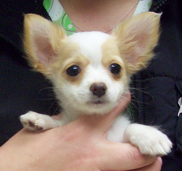Trzy długowłosy szczenięta chihuahua — zdjęcie 3