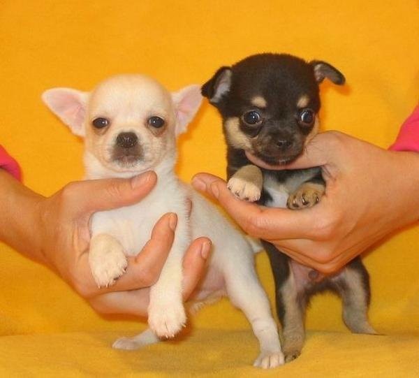 Süße Chihuahua - Welpen — zdjęcie 2