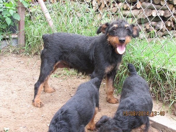 Jagdterier,niemiecki terier myśliwski — zdjęcie 2