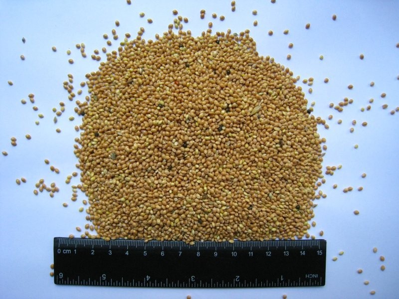 Sprzedam PROSO, SORGO, LEN, RZEPAK I IN. — zdjęcie 1
