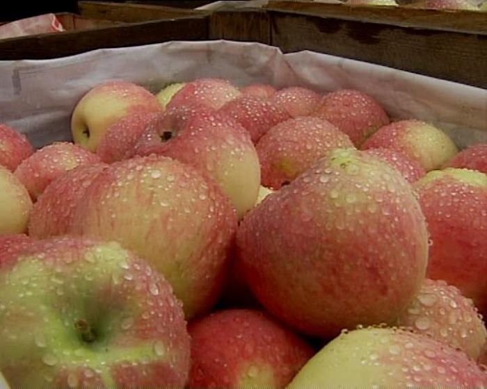 Nawiążę współpracę z odbiorcami jabłek 5-10t/tydz