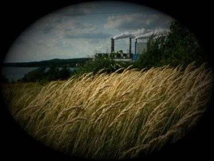 Kupię zrębkę wierzby energetycznej