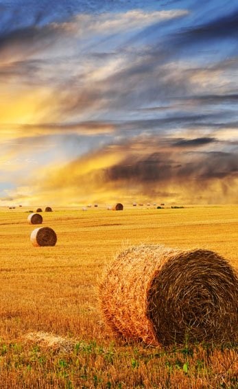 Best quality Wheat directly from LithuanianFarmers