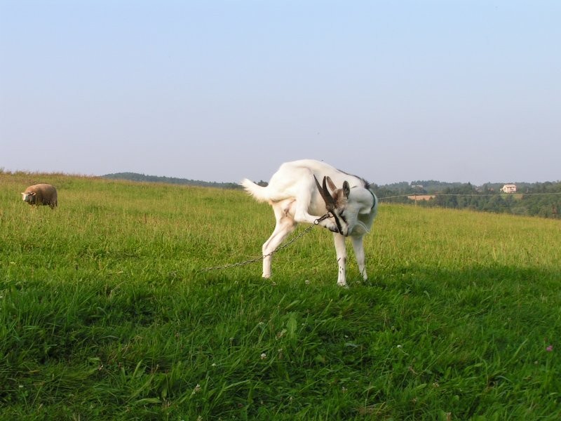 Sprzedam kozy - małopolska — zdjęcie 3