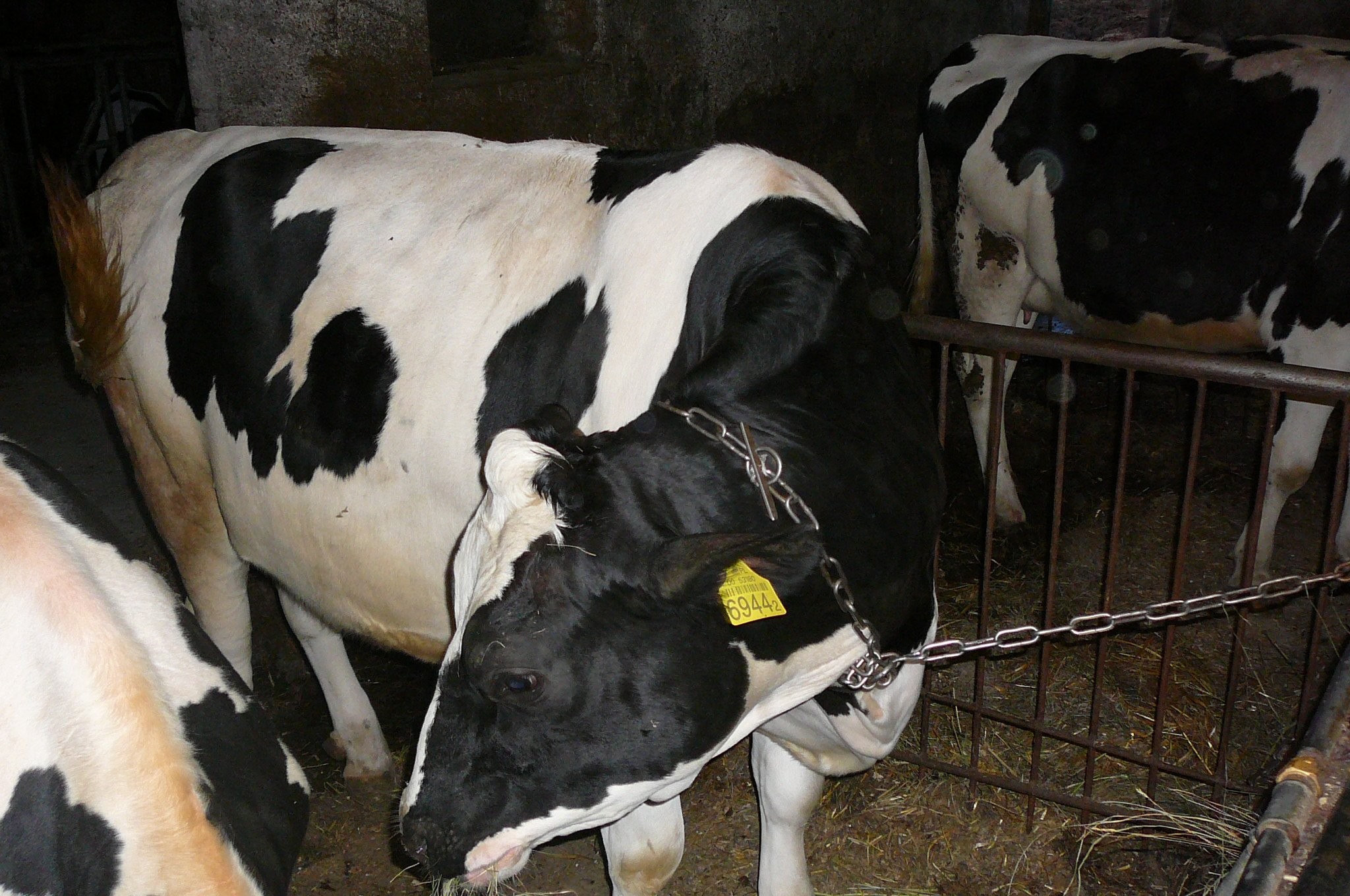 Jałówki hodowlane HF wysokocielne 12 szt. — zdjęcie 1