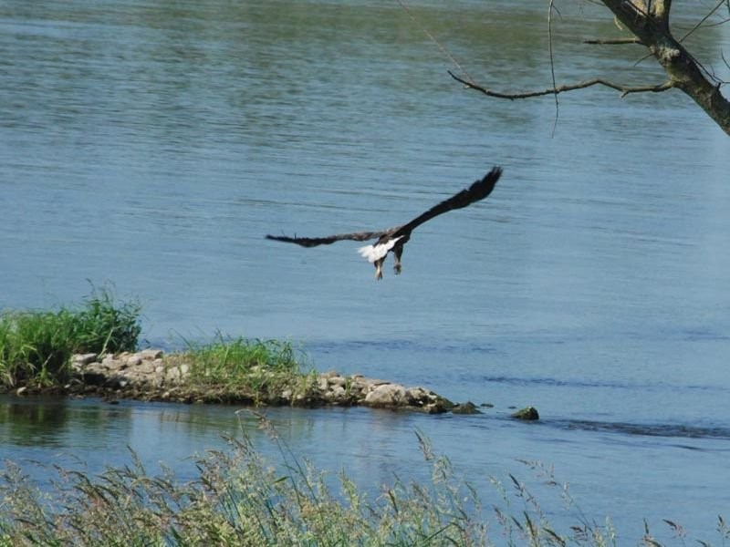 Wypoczynek,wakacje w Puszczy Noteckiej agroturystyka Zapiecek Greczych — zdjęcie 3