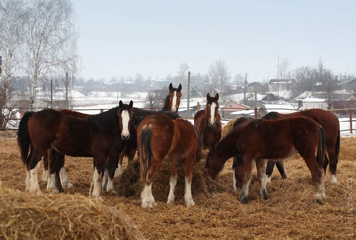 Ukraina. Konie, zwierzeta hodowlane, ogiery, klacze,siwe rysaki 900zl