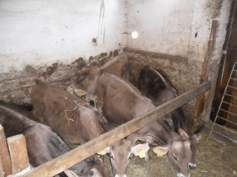 Sprzedam 6 sztuk byczków rasy Brown Swiss — zdjęcie 3