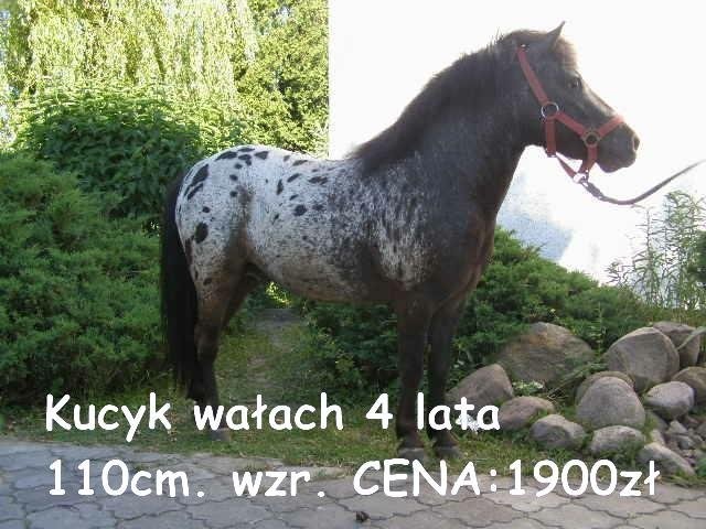 kucyki od 999zl — zdjęcie 1
