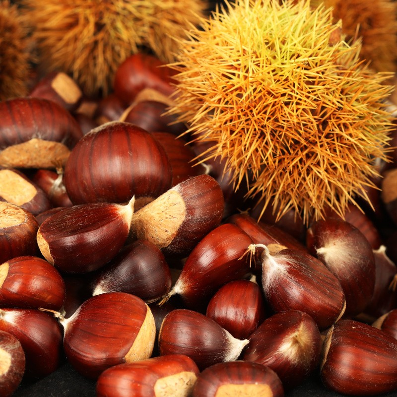KASZTANY JADALNE / MARONY/ Castanea sativa /Polska — zdjęcie 1