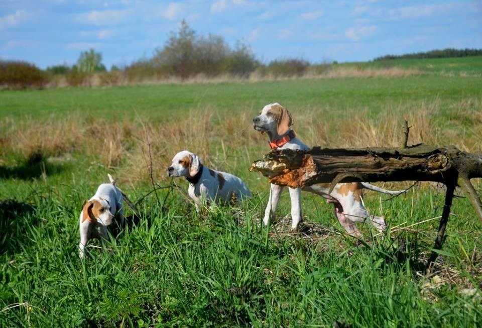 MAMY SZCZENIĘTA - English Pointer...!  — zdjęcie 1