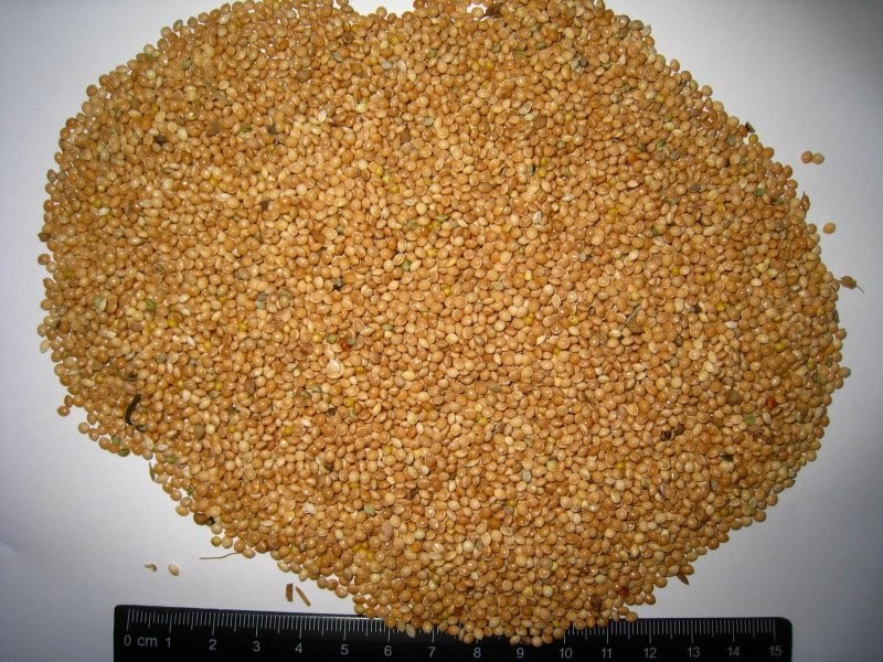 Sprzedam PROSO czerwone, żółte — zdjęcie 2