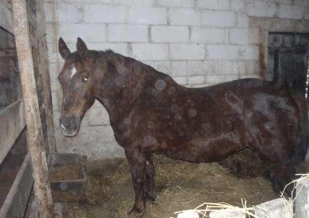 Sprzedam klacz zimnokrwistą