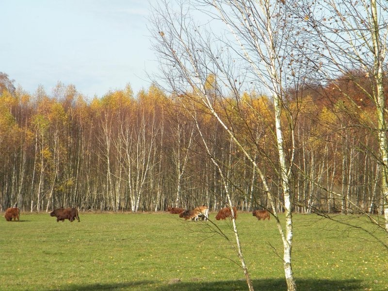 Highland Cattle - bydło szkockie górskie — zdjęcie 1