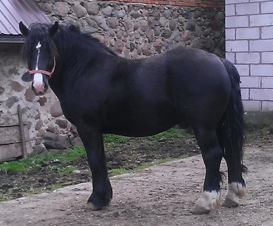 Ogier cygan — zdjęcie 3