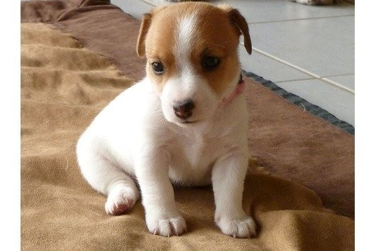 Bildschöne Jack Russell Terrier Welpen — zdjęcie 2