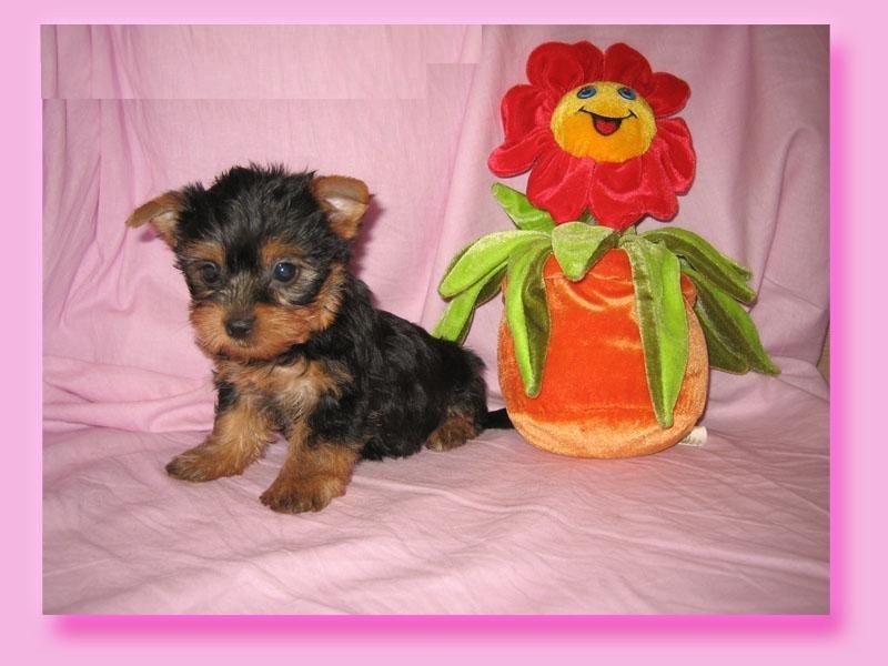 piękny szczeniak rasy Yorkshire Terrier.