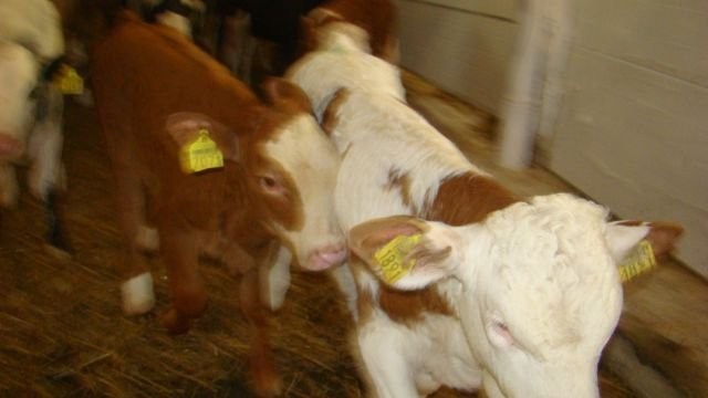 Rasowe Cielęta Mięsne - Zakłady Miesne BM Kobylin — zdjęcie 2